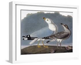 Audubon: Gull-John James Audubon-Framed Giclee Print