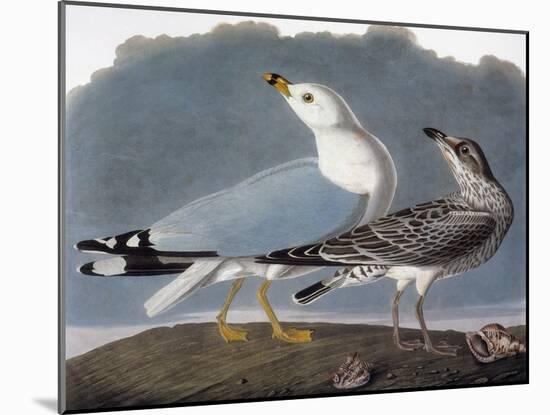 Audubon: Gull-John James Audubon-Mounted Giclee Print