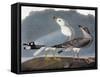 Audubon: Gull-John James Audubon-Framed Stretched Canvas