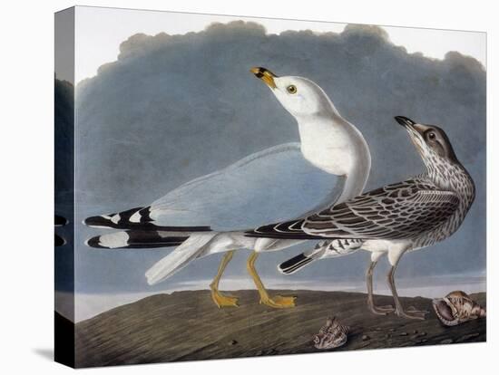 Audubon: Gull-John James Audubon-Stretched Canvas