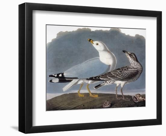 Audubon: Gull-John James Audubon-Framed Giclee Print