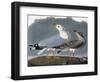 Audubon: Gull-John James Audubon-Framed Giclee Print