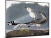 Audubon: Gull-John James Audubon-Mounted Giclee Print