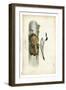 Audubon Havells Tern-John James Audubon-Framed Art Print