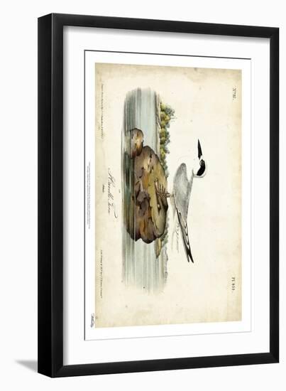 Audubon Havells Tern-John James Audubon-Framed Art Print