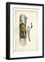 Audubon Havells Tern-John James Audubon-Framed Art Print
