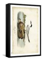 Audubon Havells Tern-John James Audubon-Framed Stretched Canvas