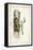 Audubon Havells Tern-John James Audubon-Framed Stretched Canvas