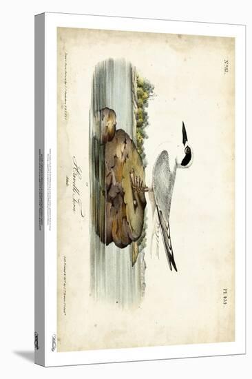 Audubon Havells Tern-John James Audubon-Stretched Canvas