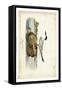 Audubon Havells Tern-John James Audubon-Framed Stretched Canvas