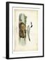 Audubon Havells Tern-John James Audubon-Framed Art Print