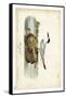 Audubon Havells Tern-John James Audubon-Framed Stretched Canvas