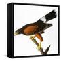 Audubon: Hawk, 1827-John James Audubon-Framed Stretched Canvas