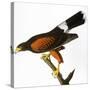 Audubon: Hawk, 1827-John James Audubon-Stretched Canvas