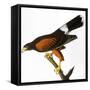 Audubon: Hawk, 1827-John James Audubon-Framed Stretched Canvas