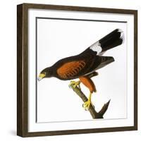 Audubon: Hawk, 1827-John James Audubon-Framed Giclee Print