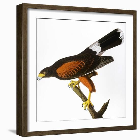 Audubon: Hawk, 1827-John James Audubon-Framed Giclee Print