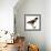 Audubon: Hawk, 1827-John James Audubon-Framed Giclee Print displayed on a wall