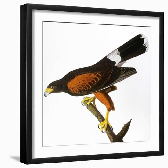 Audubon: Hawk, 1827-John James Audubon-Framed Giclee Print