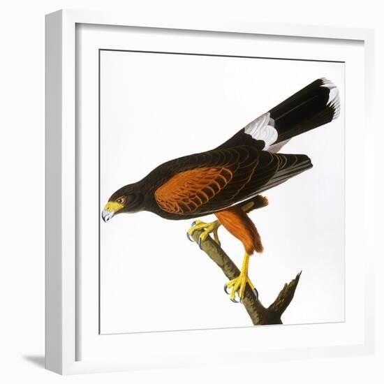 Audubon: Hawk, 1827-John James Audubon-Framed Giclee Print