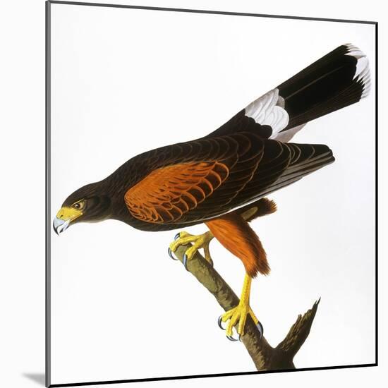 Audubon: Hawk, 1827-John James Audubon-Mounted Giclee Print