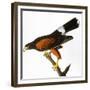 Audubon: Hawk, 1827-John James Audubon-Framed Giclee Print