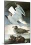 Audubon Herring Gull and Black Duck Bird Art Poster Print-null-Mounted Poster
