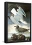Audubon Herring Gull and Black Duck Bird Art Poster Print-null-Framed Poster