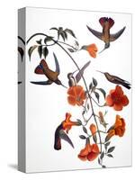 Audubon: Hummingbird-John James Audubon-Stretched Canvas