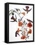 Audubon: Hummingbird-John James Audubon-Framed Stretched Canvas