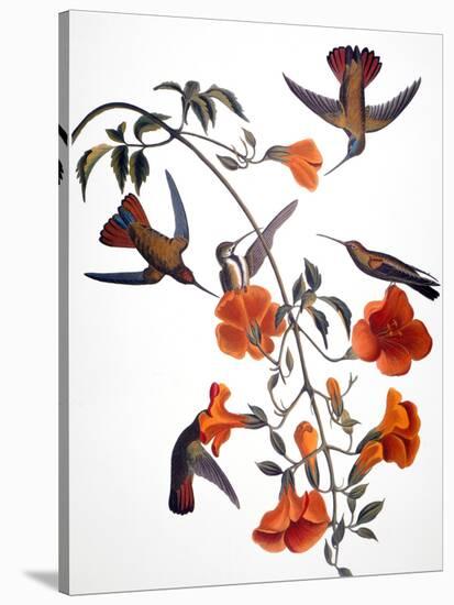 Audubon: Hummingbird-John James Audubon-Stretched Canvas