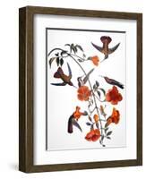 Audubon: Hummingbird-John James Audubon-Framed Premium Giclee Print