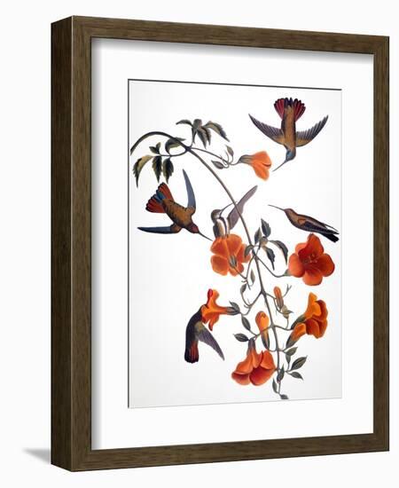 Audubon: Hummingbird-John James Audubon-Framed Premium Giclee Print