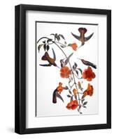 Audubon: Hummingbird-John James Audubon-Framed Premium Giclee Print