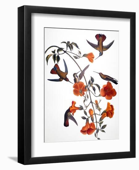 Audubon: Hummingbird-John James Audubon-Framed Premium Giclee Print