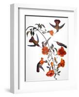 Audubon: Hummingbird-John James Audubon-Framed Premium Giclee Print
