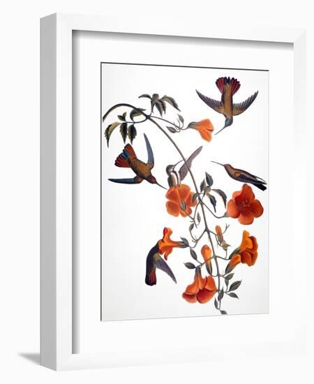 Audubon: Hummingbird-John James Audubon-Framed Premium Giclee Print