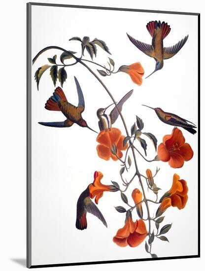 Audubon: Hummingbird-John James Audubon-Mounted Premium Giclee Print