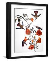 Audubon: Hummingbird-John James Audubon-Framed Premium Giclee Print