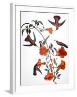 Audubon: Hummingbird-John James Audubon-Framed Giclee Print