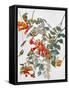 Audubon: Hummingbird-John James Audubon-Framed Stretched Canvas