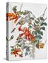 Audubon: Hummingbird-John James Audubon-Stretched Canvas