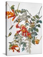 Audubon: Hummingbird-John James Audubon-Stretched Canvas