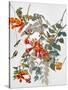 Audubon: Hummingbird-John James Audubon-Stretched Canvas