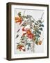 Audubon: Hummingbird-John James Audubon-Framed Giclee Print