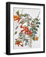 Audubon: Hummingbird-John James Audubon-Framed Giclee Print