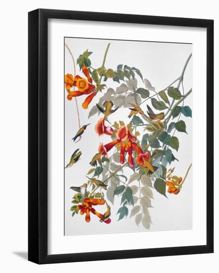 Audubon: Hummingbird-John James Audubon-Framed Giclee Print