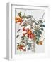 Audubon: Hummingbird-John James Audubon-Framed Giclee Print