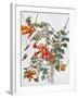 Audubon: Hummingbird-John James Audubon-Framed Giclee Print