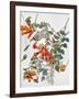 Audubon: Hummingbird-John James Audubon-Framed Giclee Print